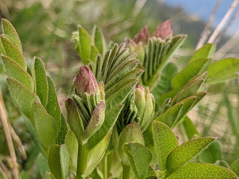 Astragalus frigidus, photographed by Attila Oláh