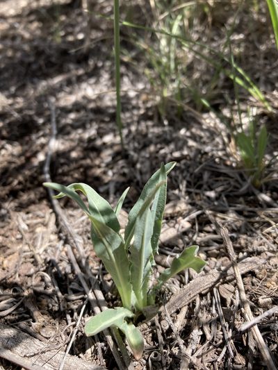 Agoseris parviflora, photographed by Cecelia Alexander