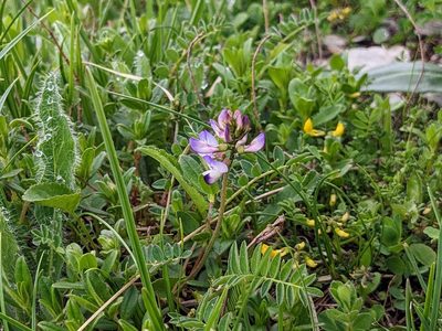 Astragalus alpinus, photographed by Attila Oláh
