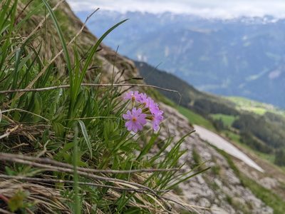 Primula farinosa, photographed by Attila Oláh