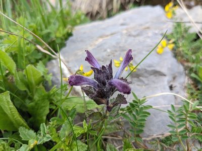 Bartsia alpina, photographed by Attila Oláh