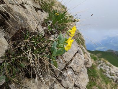 Primula auricula, photographed by Attila Oláh