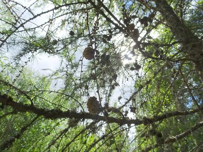 Larix decidua, photographed by Thomas Koffel