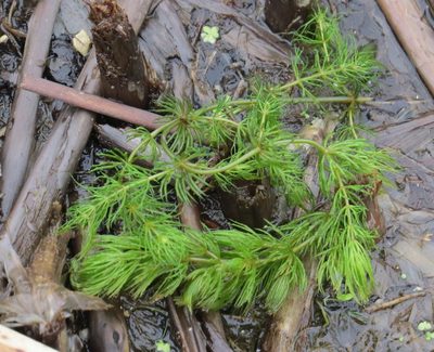 Ceratophyllum demersum, photographed by Marilynn Miller