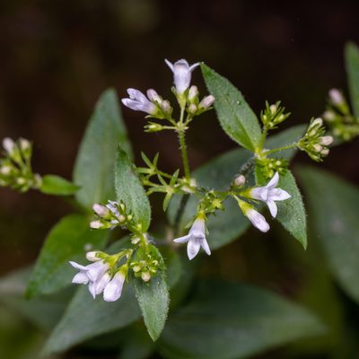 Houstonia purpurea, photographed by Ben Smith