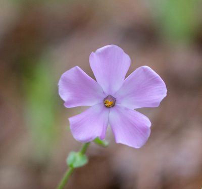 Phlox buckleyi, photographed by kirk gardner