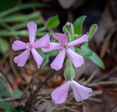 Silene caroliniana, photographed by kirk gardner