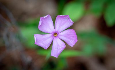 Phlox buckleyi, photographed by kirk gardner