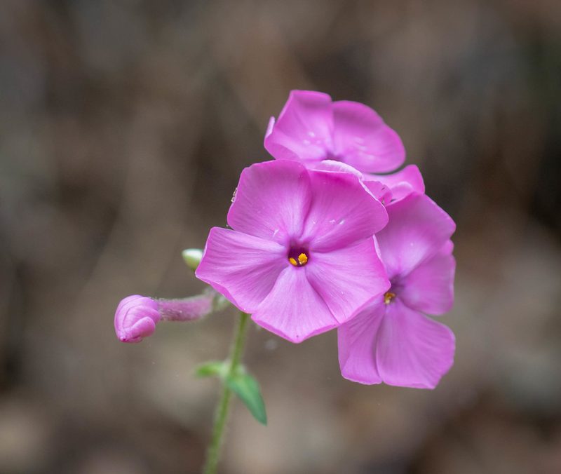 Phlox buckleyi, photographed by kirk gardner