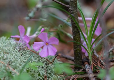Phlox buckleyi, photographed by kirk gardner