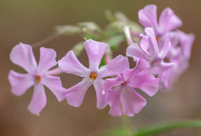 Phlox buckleyi, photographed by kirk gardner