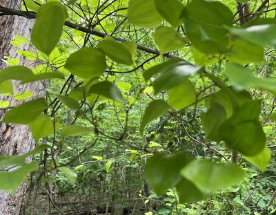 Smilax rotundifolia, photographed by jcollatz