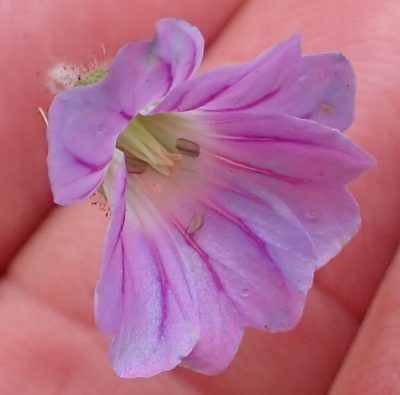 Geranium schlechteri, photographed by Peter Warren
