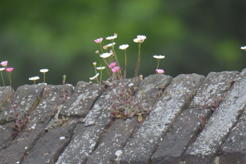 Erigeron karvinskianus, photographed by Matthew Vosper