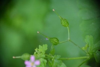 Geranium lucidum, photographed by Matthew Vosper
