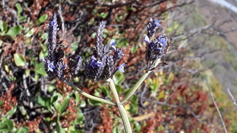 Lavandula buchii, photographed by Alessia Guggisberg