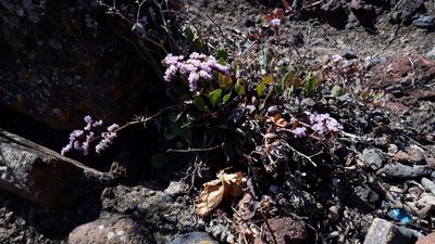 Limonium pectinatum