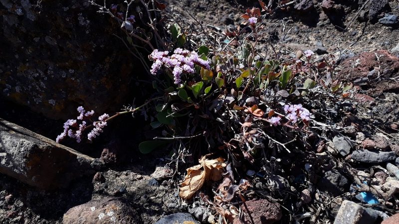 Limonium pectinatum, photographed by Alessia Guggisberg