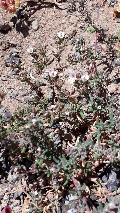 Frankenia ericifolia, photographed by Alessia Guggisberg