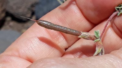 Lotus tenellus, photographed by Alessia Guggisberg
