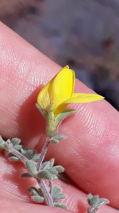 Lotus tenellus, photographed by Alessia Guggisberg