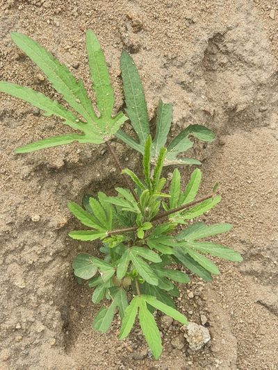 Sabdariffa cannabina, photographed by Agnes
