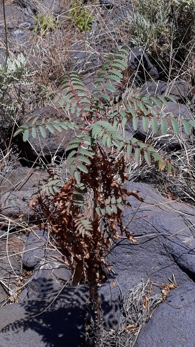 Marcetella moquiniana, photographed by Alessia Guggisberg