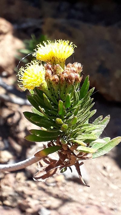 Allagopappus canariensis, photographed by Alessia Guggisberg
