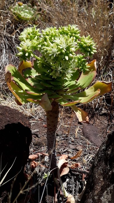 Aeonium urbicum, photographed by Alessia Guggisberg