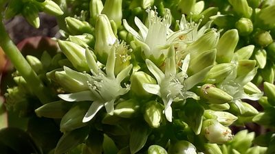 Aeonium urbicum, photographed by Alessia Guggisberg