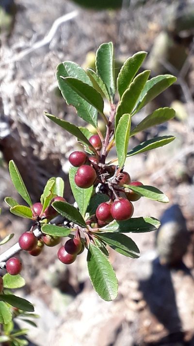 Rhamnus crenulata, photographed by Alessia Guggisberg