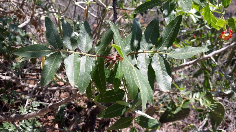 Pistacia atlantica, photographed by Alessia Guggisberg