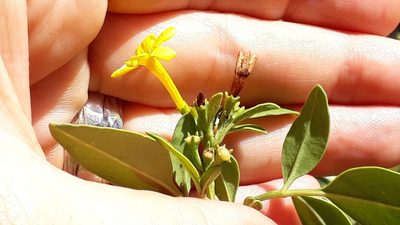 Chrysojasminum odoratissimum, photographed by Alessia Guggisberg