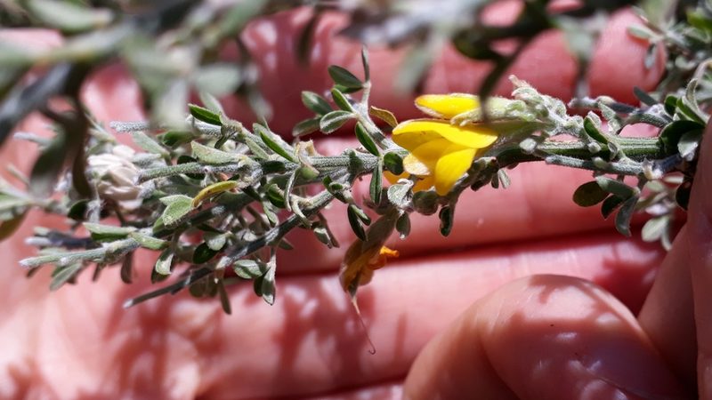 Genista canariensis, photographed by Alessia Guggisberg