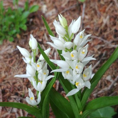 Cephalanthera longifolia, photographed by nbasargin