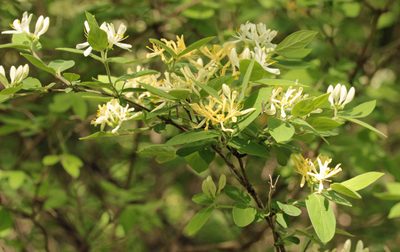 Lonicera morrowii, photographed by Trix Niernberger