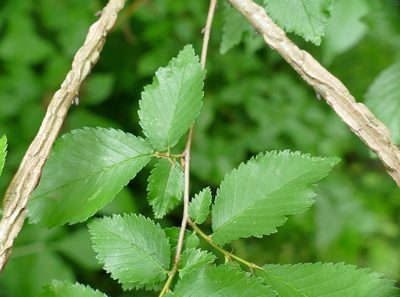 Ulmus minor, photographed by Andrea