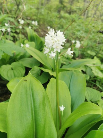Clintonia udensis, photographed by Валерия Ковалева