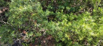 Juniperus oxycedrus, photographed by Santiago Martín-Bravo