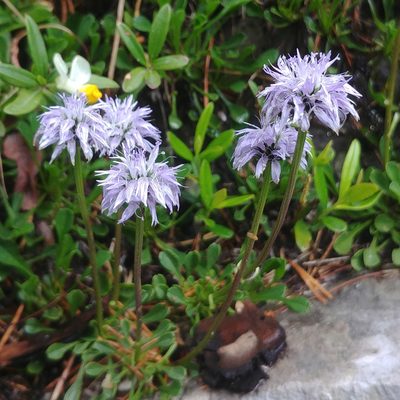 Globularia cordifolia, photographed by nbasargin