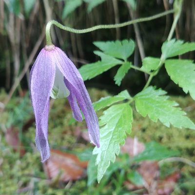 Clematis alpina, photographed by nbasargin