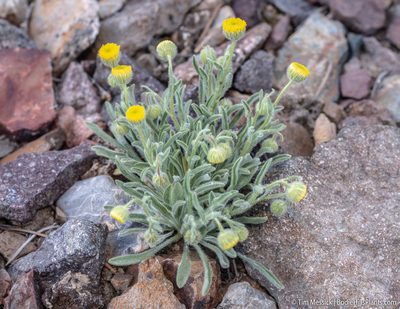 Erigeron aphanactis, photographed by Tim Messick
