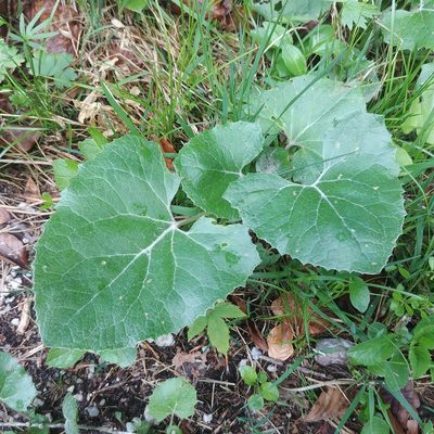 Petasites paradoxus, photographed by nbasargin