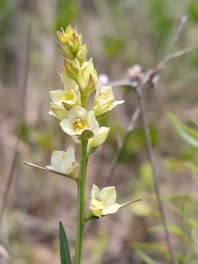 Ludwigia suffruticosa, photographed by Jay Horn