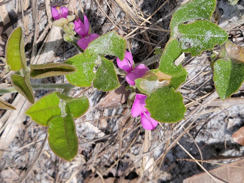 Galactia floridana, photographed by Jay Horn