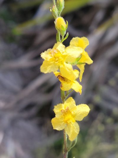 Seymeria pectinata, photographed by Jay Horn