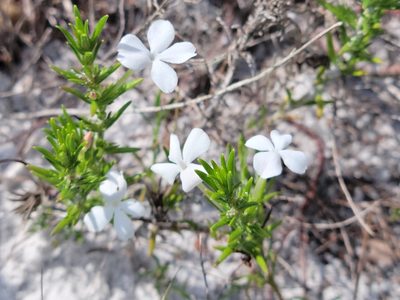 Gratiola hispida
