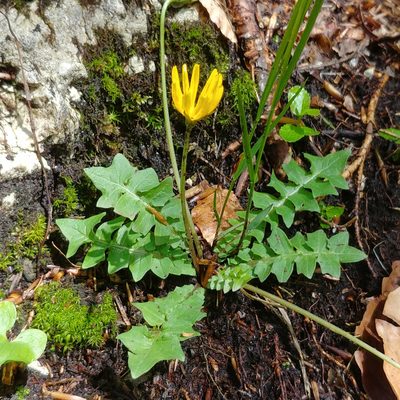 Aposeris foetida, photographed by nbasargin