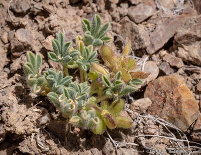 Lupinus brevicaulis, photographed by Tim Messick
