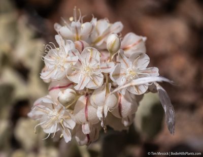 Eriogonum ovalifolium, photographed by Tim Messick
